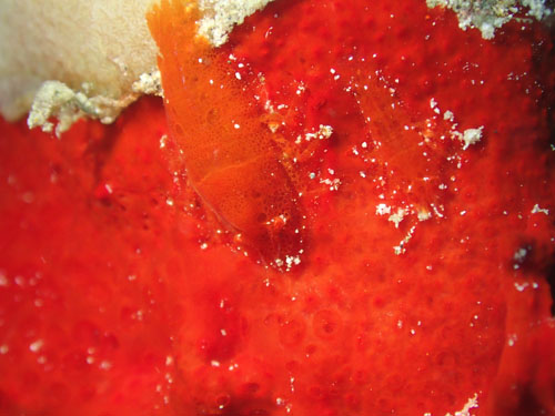 パロンシュリンプ