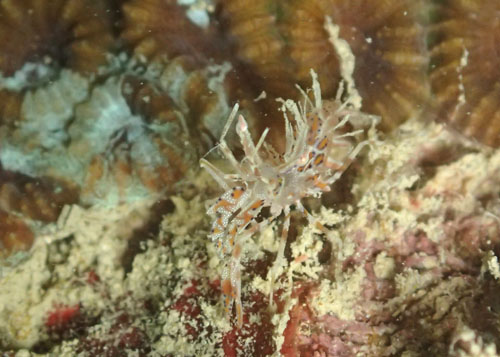 トゲツノメエビ