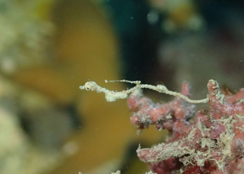 ピグミーシードラゴン