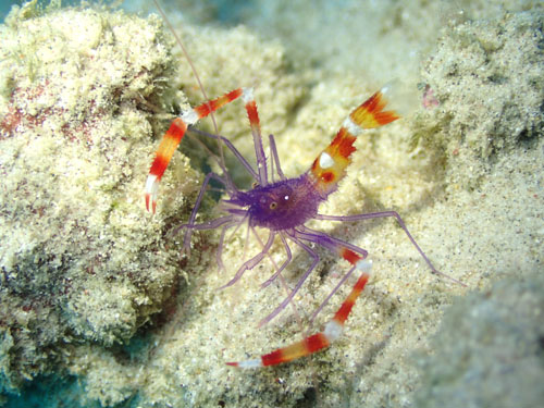 バイオレットボクサーシュリンプ