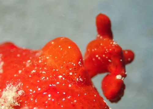 パロンシュリンプ