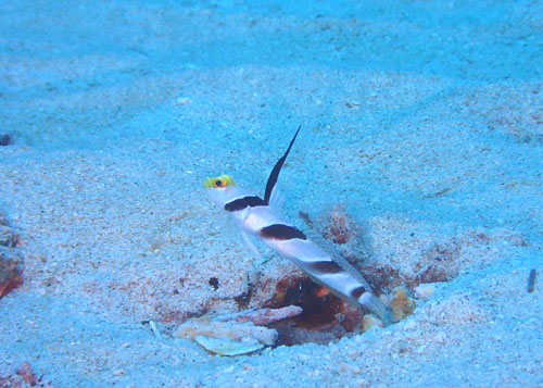 ヒレナガネジリンボウ