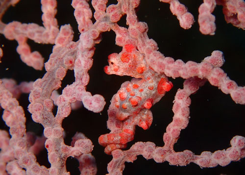 ピグミーシーホース