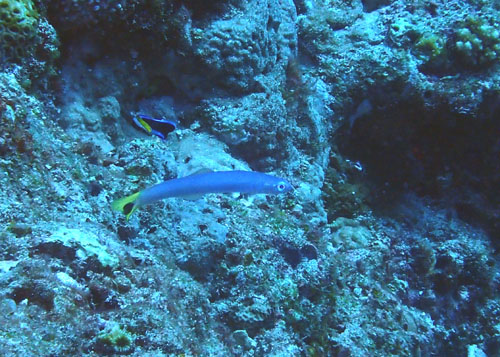 オグロクロユリハゼ