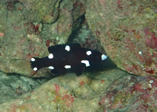 スミツキベラｙｇ