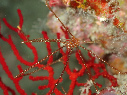 ホシゾラワラエビ