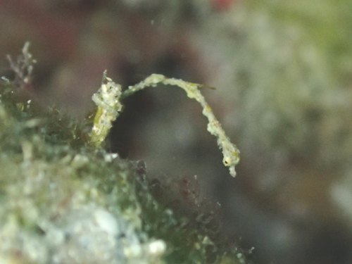 ピグミーシードラゴン