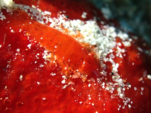 パロンシュリンプ