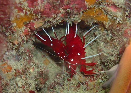 ホワイトソックス