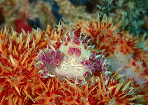 イソコンペイトウガニ