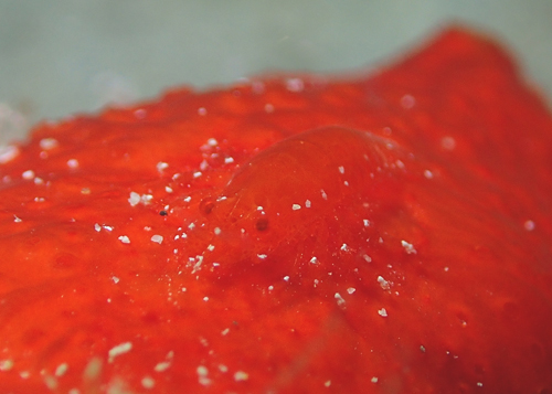 パロンシュリンプ