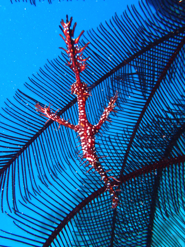 ニシキフウライウオ