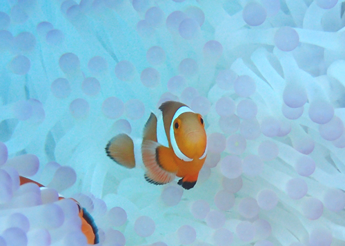 カクレクマノミ