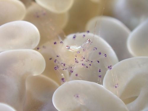 ウィル・コレーマンイ