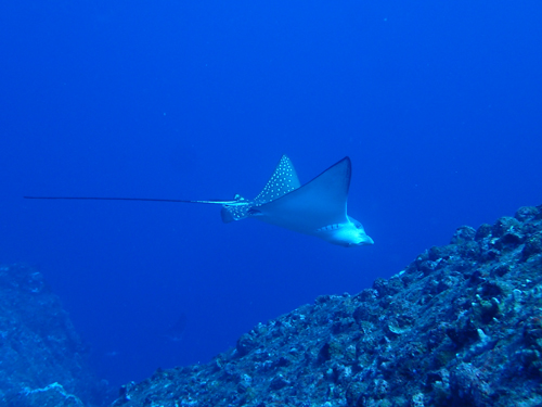 マダラトビエイ