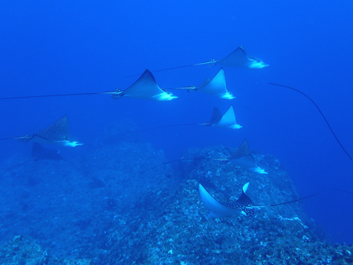マダラトビエイ