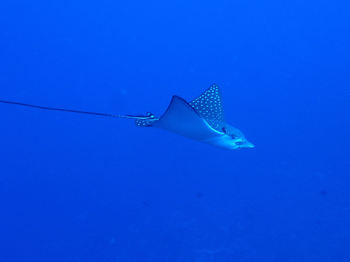 マダラトビエイ