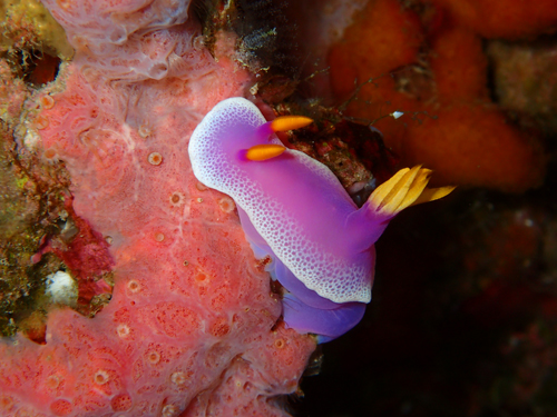 シンデレラウミウシ