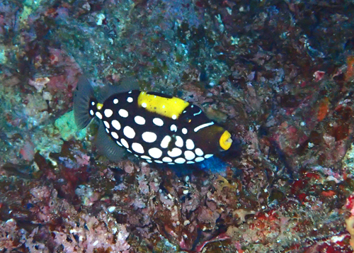 モンガラカワハギyg