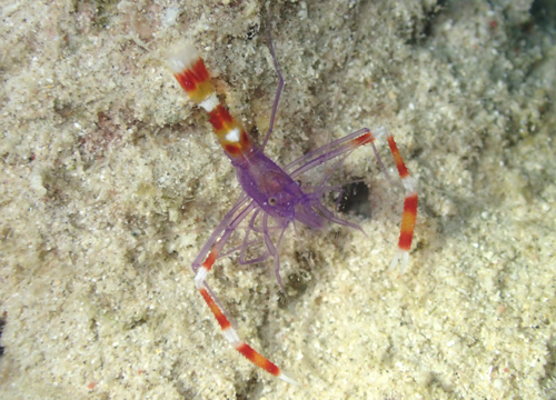 バイオレットボクサーシュリンプ