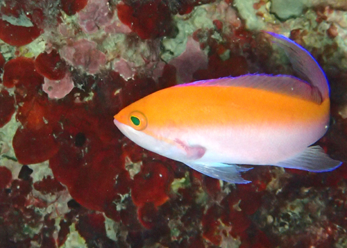 フタイロハナゴイ