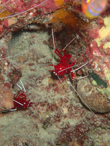 ホワイトソックス