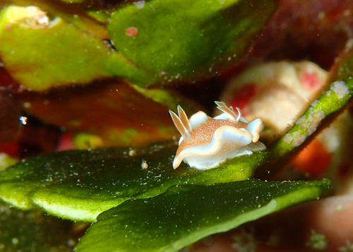 キャラメルウミウシ