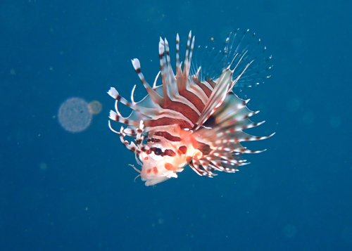 キリンミノｙｇ