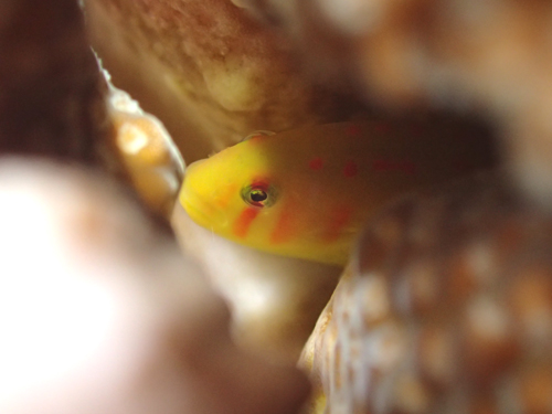 セアカコバンハゼ