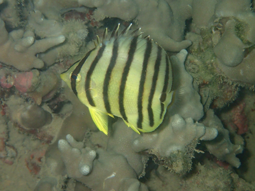 ヤスジチョウチョウウオ