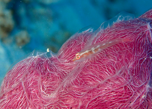 セボシウミタケハゼ