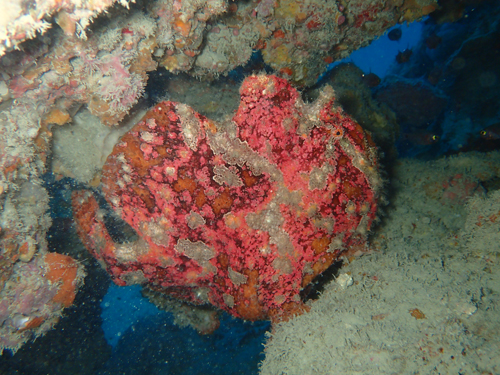 オオモンカエルアンコウ