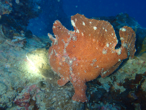 オオモンカエルアンコウ