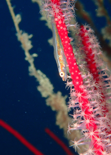 オオガラスハゼ