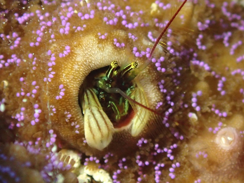 カンザシヤドカリ