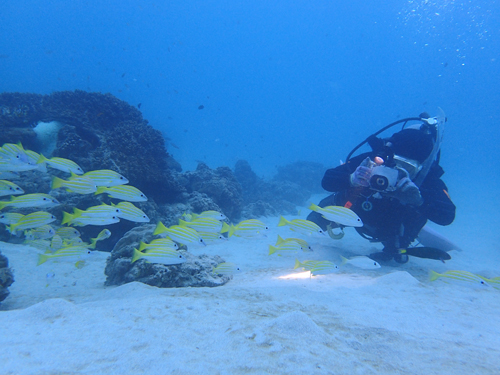 ヨスジフエダイとゲストさん