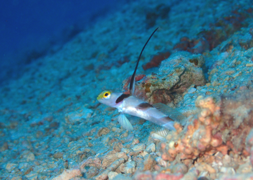 ヒレナガネジリンボウ