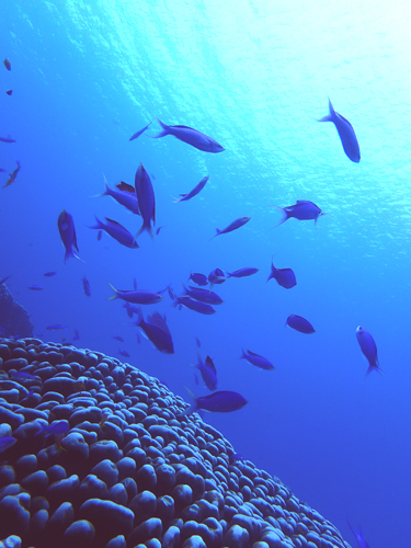 ハナゴイと大仏サンゴ