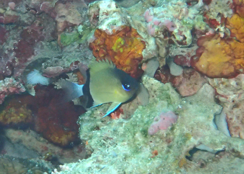 クロオビスズメダイ