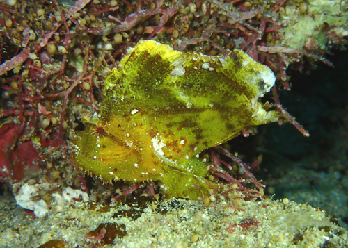 ハダカハオコゼ