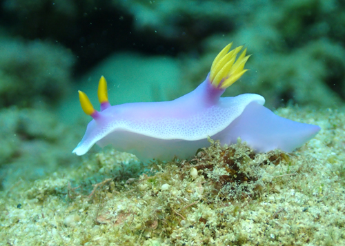 シンデレラウミウシ