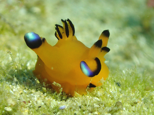 ウデフリツノザヤウミウシ