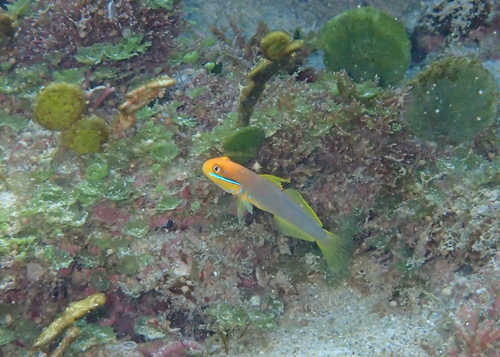 アカハチハゼｙｇ