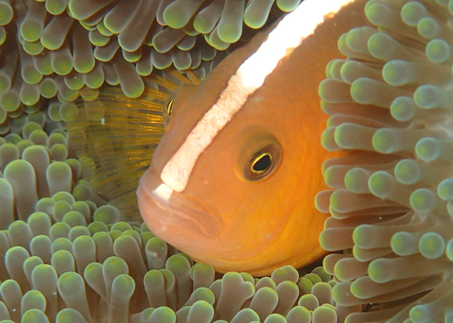 セジロクマノミ