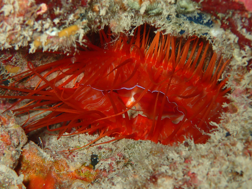 ウコンハネガイ