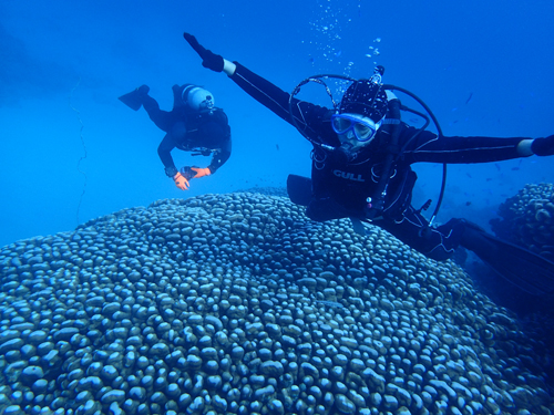 ゲストさんと大仏サンゴ