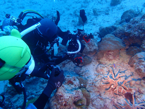 ハナヒゲを撮影中の2匹のカエル