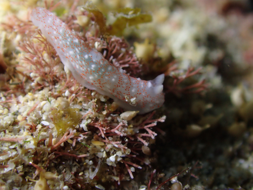 キヌハダモドキ