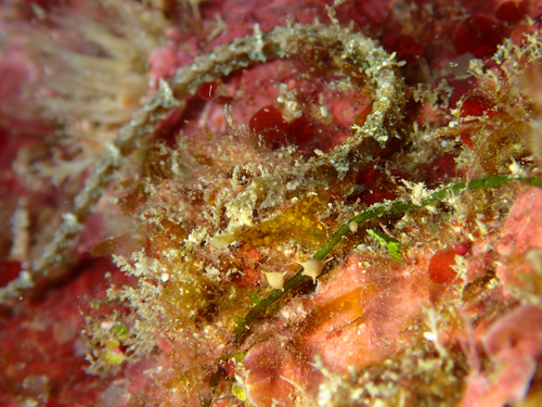 ホソウミヤッコ