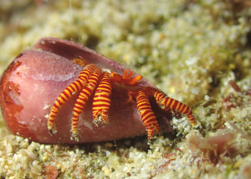 ベニワモンヤドカリ